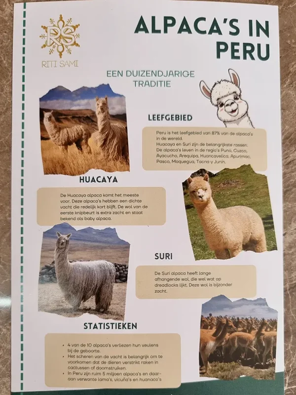 Alpaca knuffel Aymara - Afbeelding 7